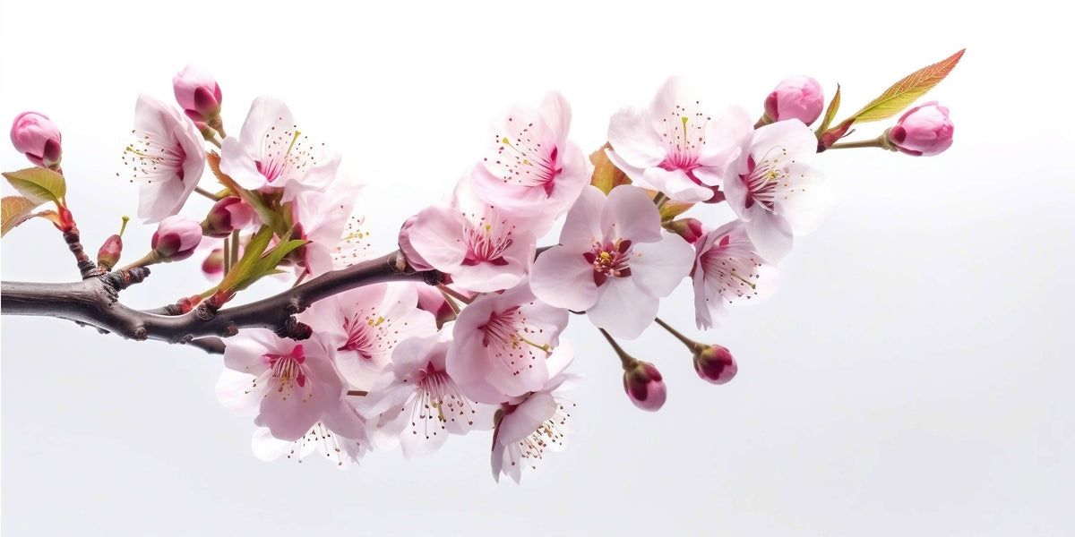 Pink Cherry Blossom Branch Japan Wall Art Canvas Office Home Framed 120x60cm