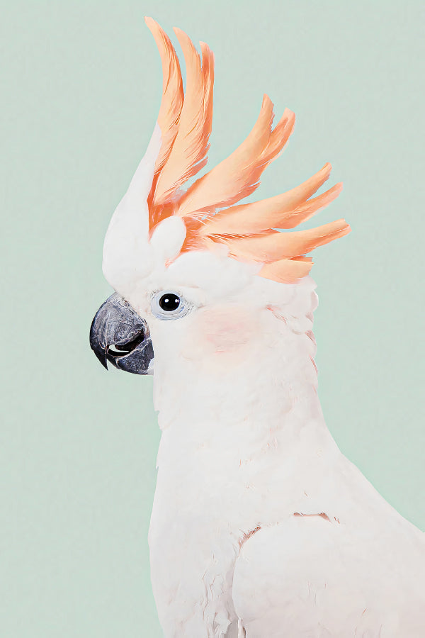 Majestic White Bird with Orange Feathers Print 100% Australian Made 40x60cm Stretched Canvas Ready to Hang
