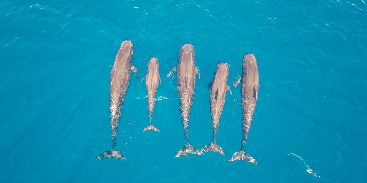 Aerial Dolphin Pod Australia Wall Art Canvas Office Home Room Framed 80x45cm
