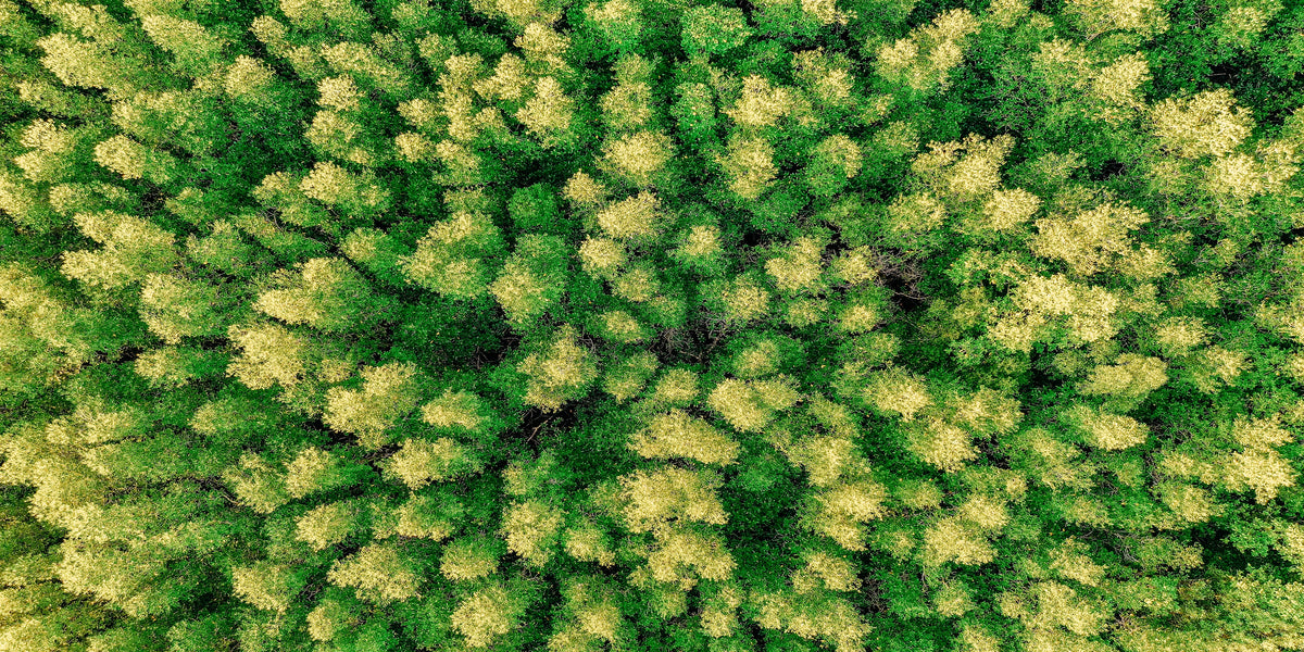 Aerial View of Green Trees Rain Forest Wall Art Canvas Office Home Room Framed 120x60cm
