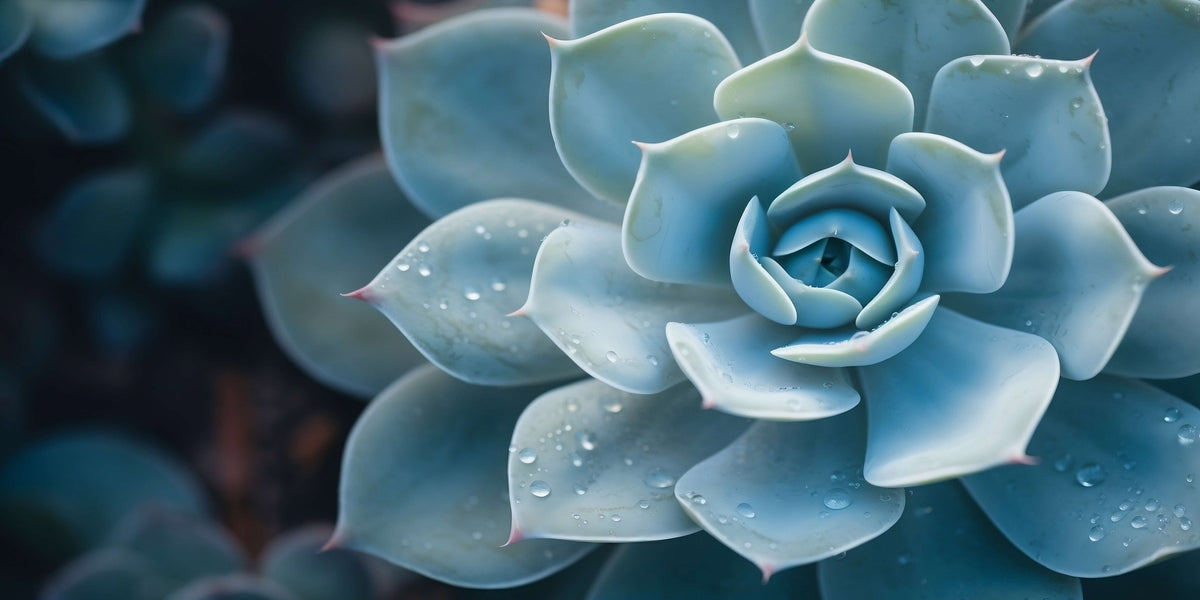 Echeveria Succulent Plant Leaves Wall Art Canvas Office Home Framed 120x60cm
