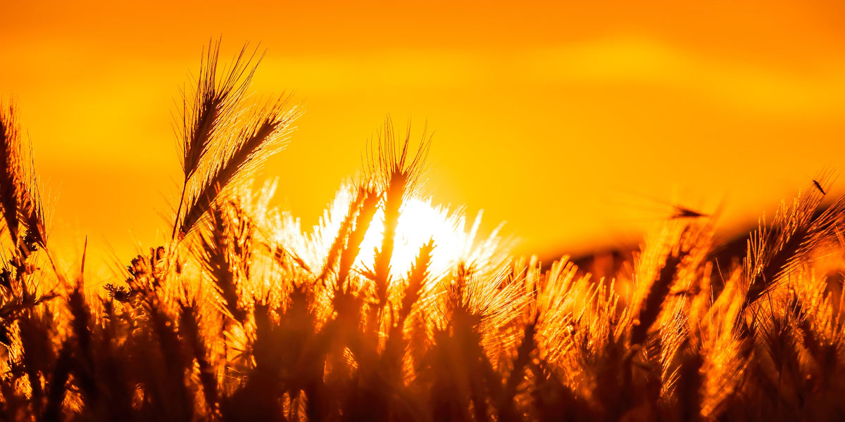 Field With Wild Grasses Sunset Wall Art Canvas Office Home Room Framed 80x45cm