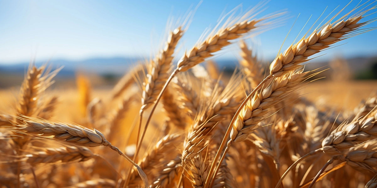 Ripe Harvest Wheat Ears Field Crop Wall Art Canvas Office Home Framed 80x45cm