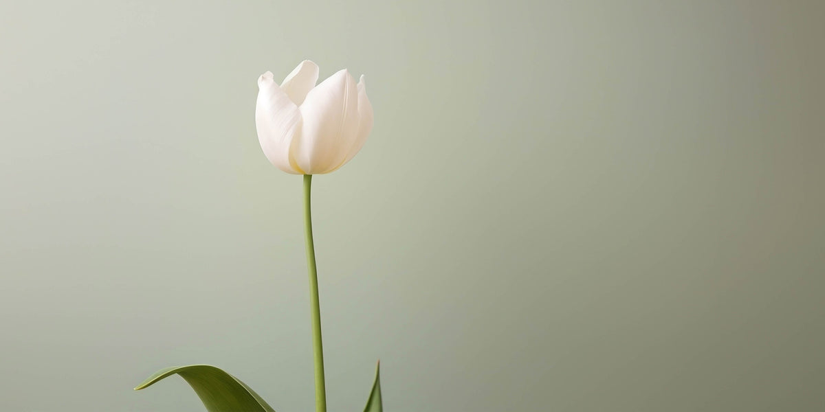 White Tulip Flower Green Leaves Wall Art Canvas Office Home Framed 120x60cm