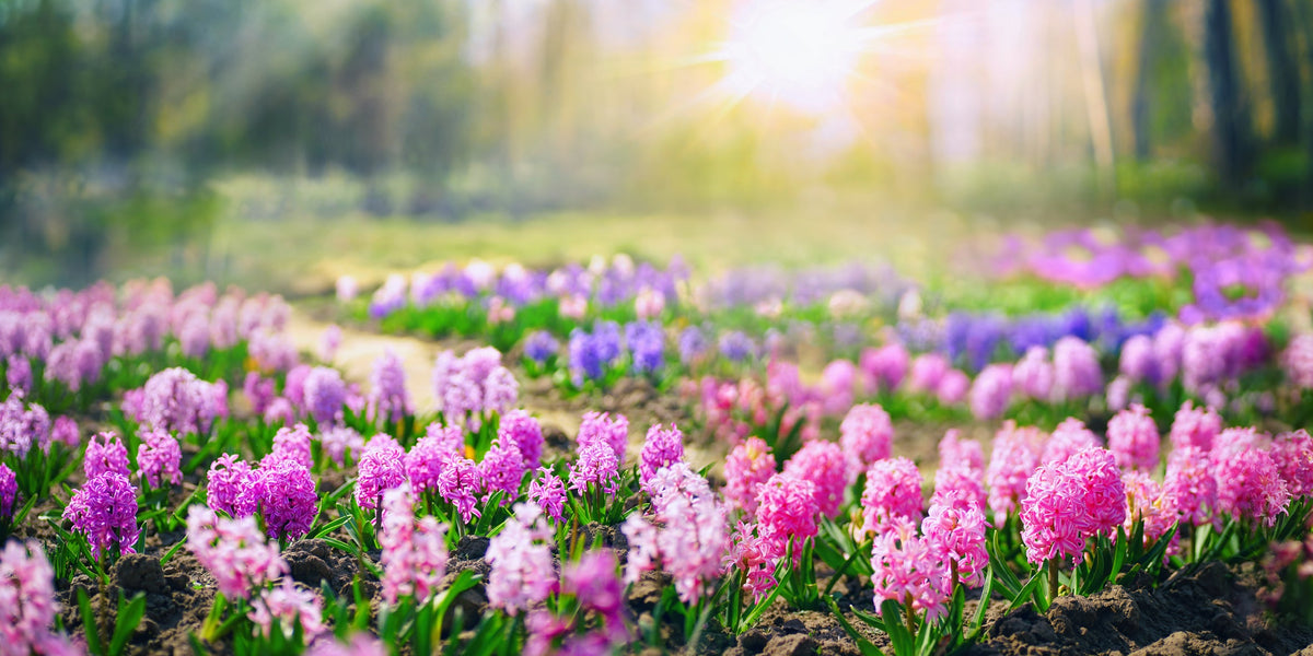 Purple Hyacinth Spring Garden Wall Art Canvas Office Home Room Framed 120x60cm