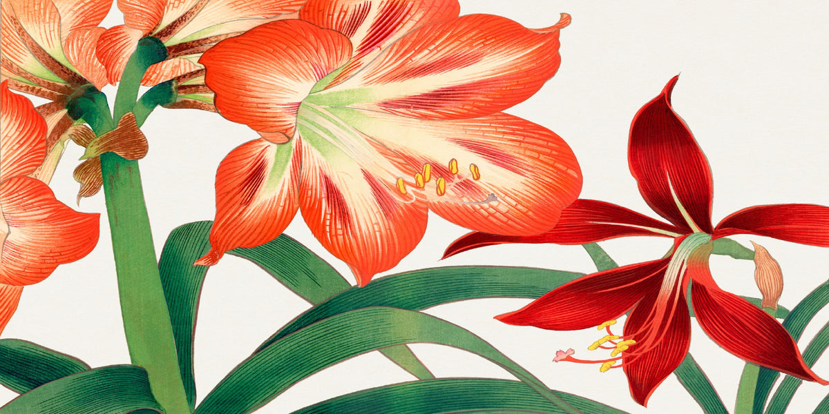 Red Amaryllis Lily Botanical Wall Art Canvas Office Home Room Framed 120x60cm
