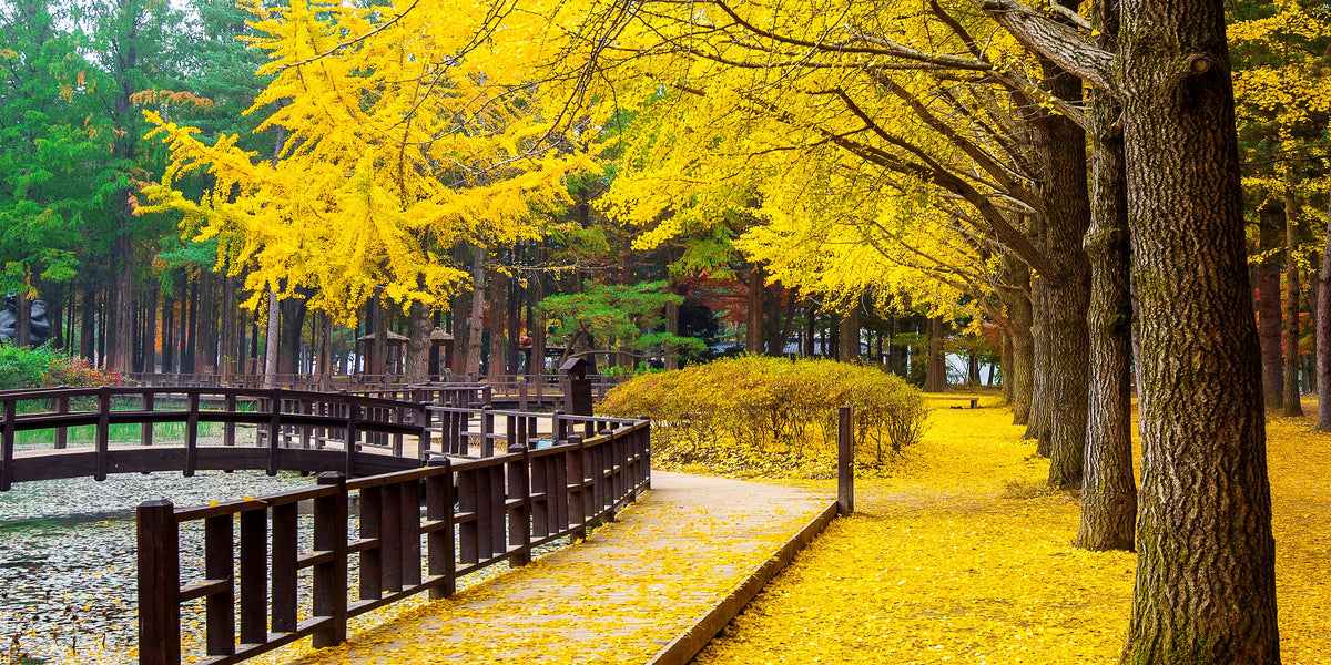 Autumn With Ginkgo Tree Nami Island Korea Wall Art Canvas Office Home Room Framed 80x45cm