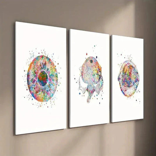 3pcs Eye Clinic Poster with Anatomy Illustration Wall Art Set Canvas Framed 40x60cm - High Quality Print 100% Australian Made Wall Canvas Ready to Hang