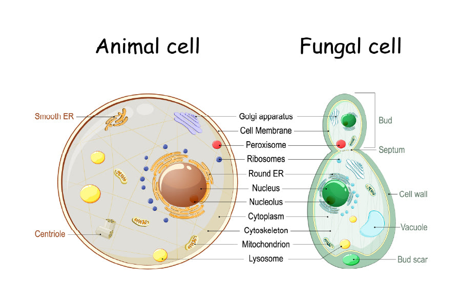 Animal Cell & Fungal Cell Anatomy Print 100% Australian Made Stretched Canvas Ready to Hang - 1665