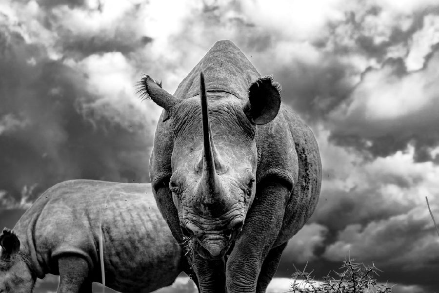 Black Rhinoceros Grazing in The Savanna Print 100% Australian Made Stretched Canvas Ready to Hang - BW-110