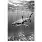 Shark Under Sea Black & White Print 100% Australian Made 40x60cm Stretched Canvas Ready to Hang