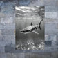 Shark Under Sea Black & White Print 100% Australian Made 40x60cm Stretched Canvas Ready to Hang