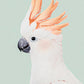 Majestic White Bird with Orange Feathers Print 100% Australian Made 40x60cm Stretched Canvas Ready to Hang