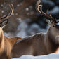Two Buck Deer Antlers Winter Snow Wildlife Wall Art Canvas Office Home Room Framed 120x60cm