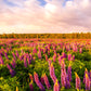 Iceland Lupine Field Sunset Wall Art Canvas Office Home Room Framed 80x45cm