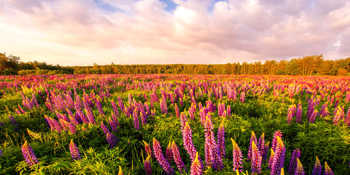 Iceland Lupine Field Sunset Wall Art Canvas Office Home Room Framed 80x45cm