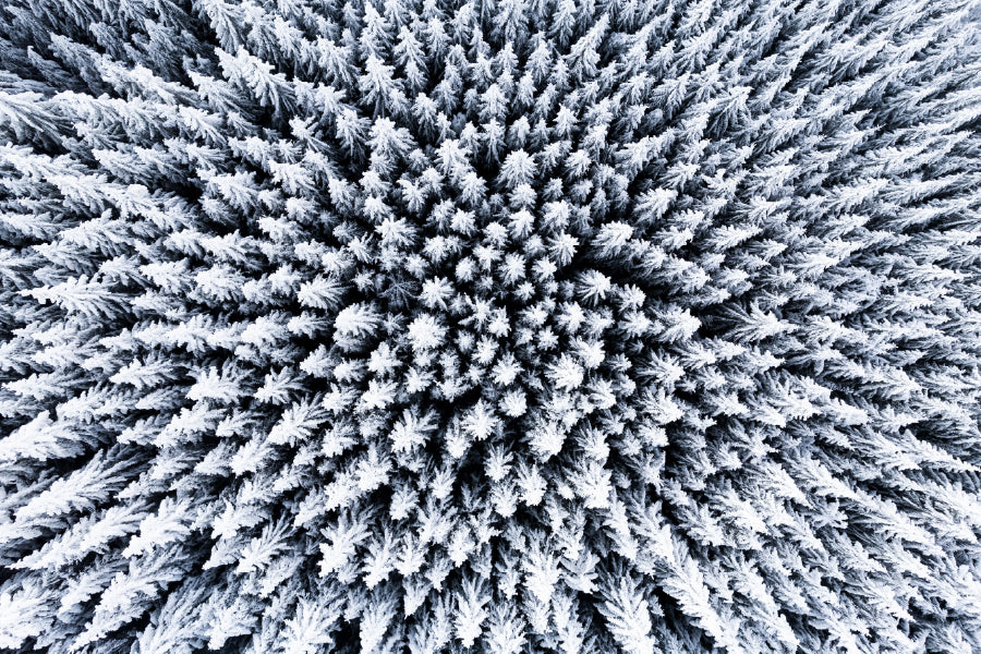 Frozen Trees Captured by a Drone Print 100% Australian Made Stretched Canvas Ready to Hang - BW-112