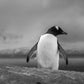 Penguin Walking B&W Photograph Print 100% Australian Made Stretched Canvas Ready to Hang - BW-113