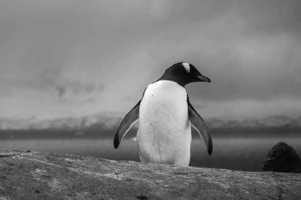 Penguin Walking B&W Photograph Print 100% Australian Made Stretched Canvas Ready to Hang - BW-113