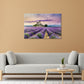 Stunning Lavender Field in Full Bloom Print 100% Australian Made 60x40cm Stretched Canvas Ready to Hang