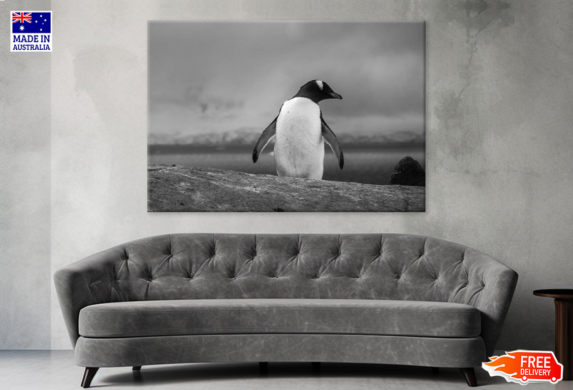 Penguin Walking B&W Photograph Print 100% Australian Made Stretched Canvas Ready to Hang - BW-113