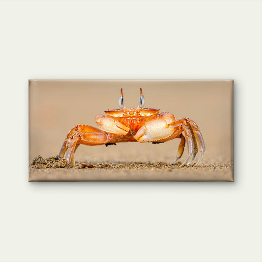 Horned Ghost Crab on a Beach Wall Art Canvas Office Home Room Framed 80x45cm