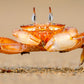 Horned Ghost Crab on a Beach Wall Art Canvas Office Home Room Framed 120x60cm