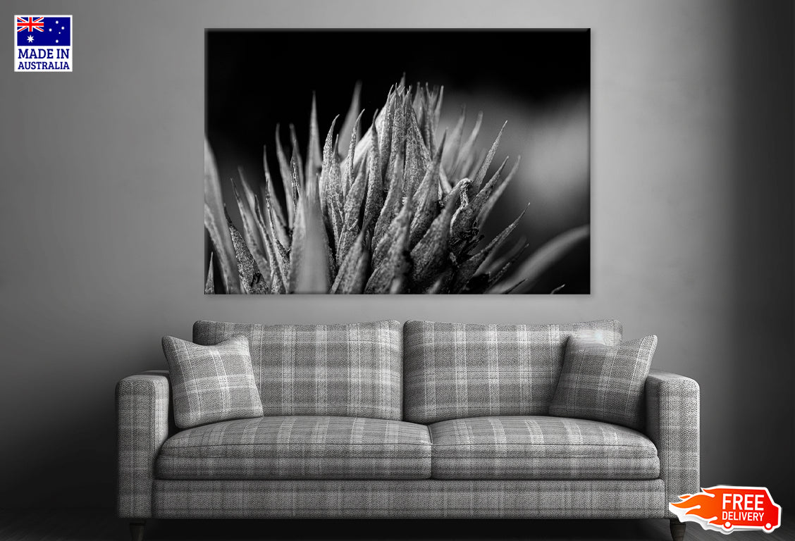 Greyscale Closeup Shot of an Aloe Vera Print 100% Australian Made Stretched Canvas Ready to Hang - BW-115