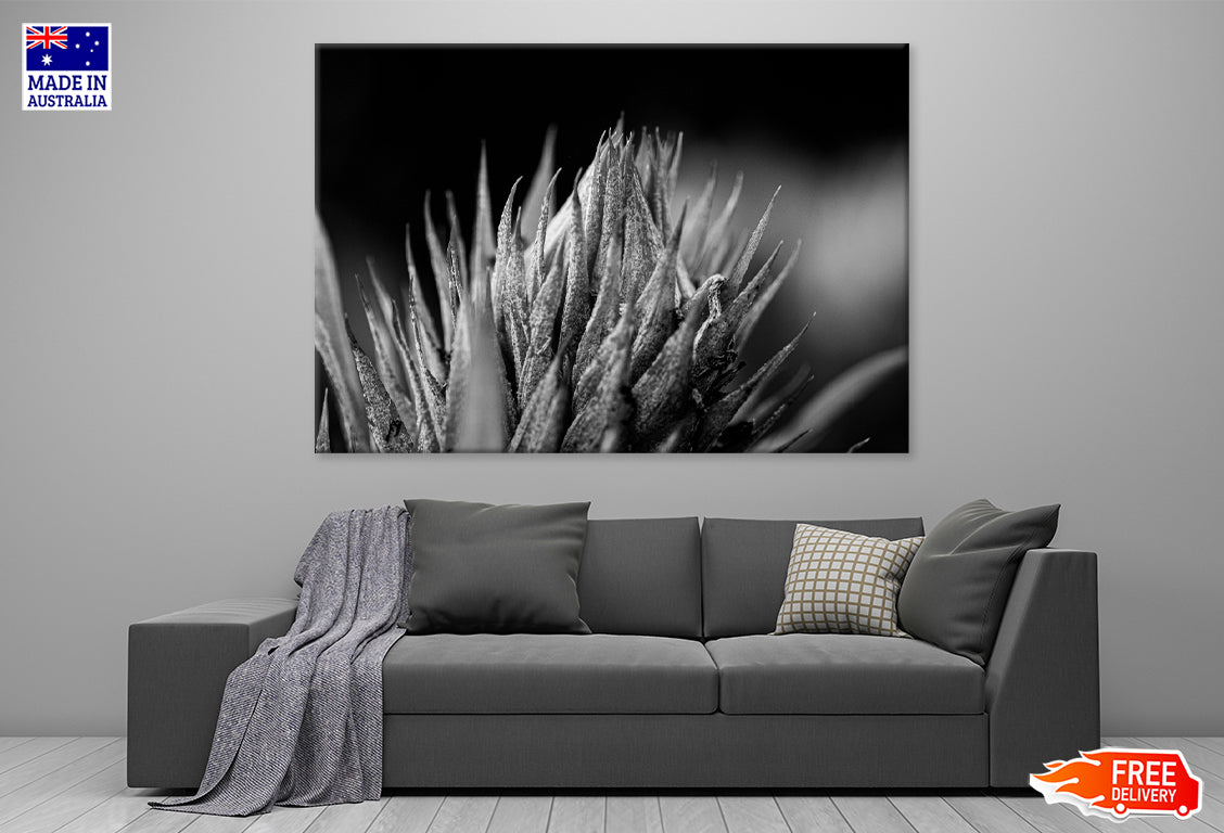 Greyscale Closeup Shot of an Aloe Vera Print 100% Australian Made Stretched Canvas Ready to Hang - BW-115