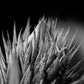 Greyscale Closeup Shot of an Aloe Vera Print 100% Australian Made Stretched Canvas Ready to Hang - BW-115