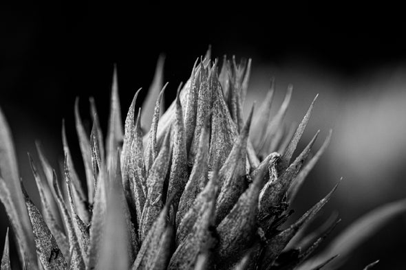 Greyscale Closeup Shot of an Aloe Vera Print 100% Australian Made Stretched Canvas Ready to Hang - BW-115