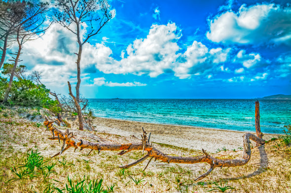 Pine Trunk in Maria Pia Beach Print 100% Australian Made Stretched Canvas Ready to Hang - BC-116