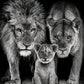 Majestic Black and White Lion Family Print 100% Australian Made 40x60cm Stretched Canvas Ready to Hang