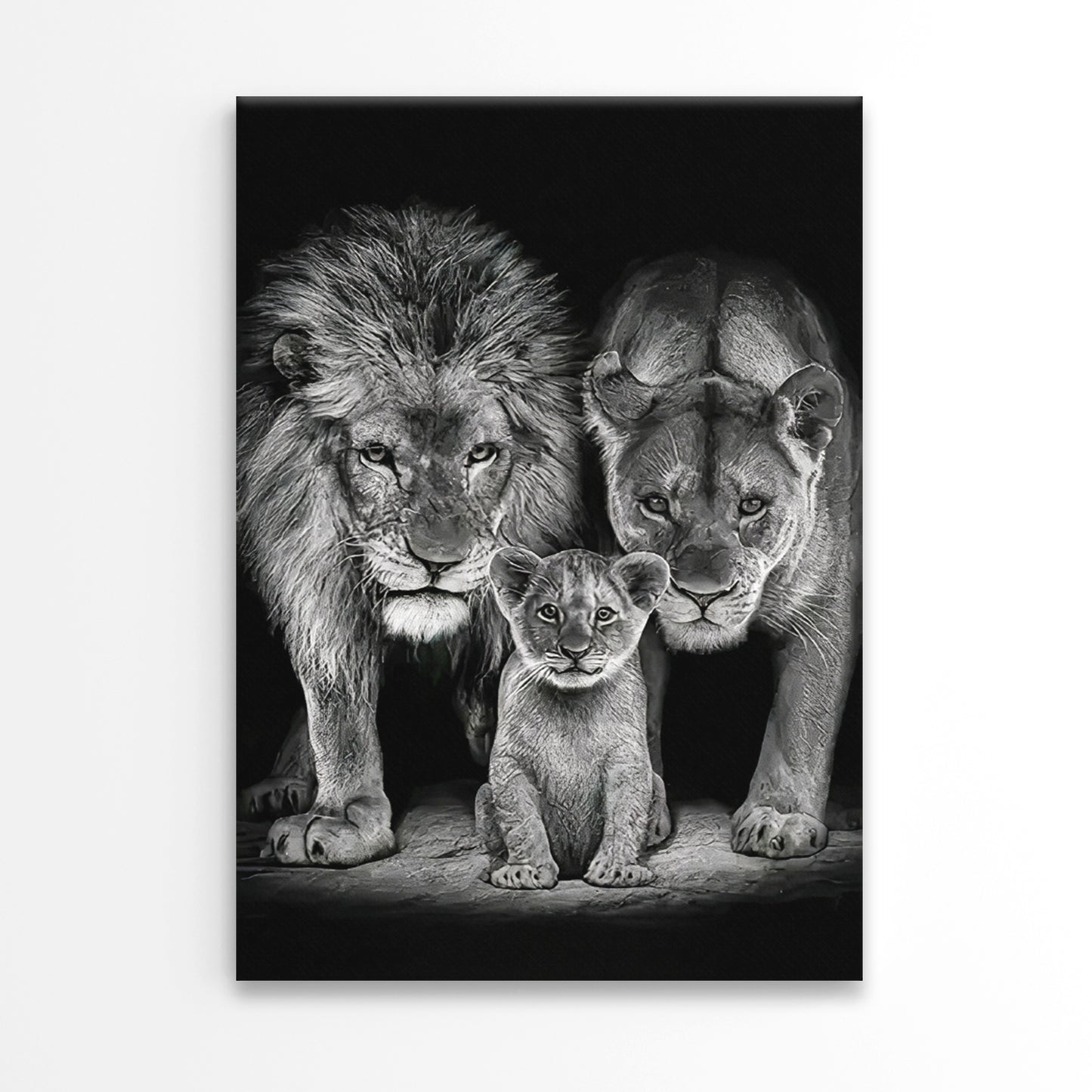 Majestic Black and White Lion Family Print 100% Australian Made 40x60cm Stretched Canvas Ready to Hang