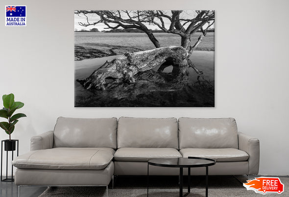 Fallen Tree Due to Storm Damage, Beverley Print 100% Australian Made Stretched Canvas Ready to Hang - BW-119