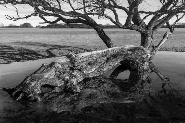 Fallen Tree Due to Storm Damage, Beverley Print 100% Australian Made Stretched Canvas Ready to Hang - BW-119