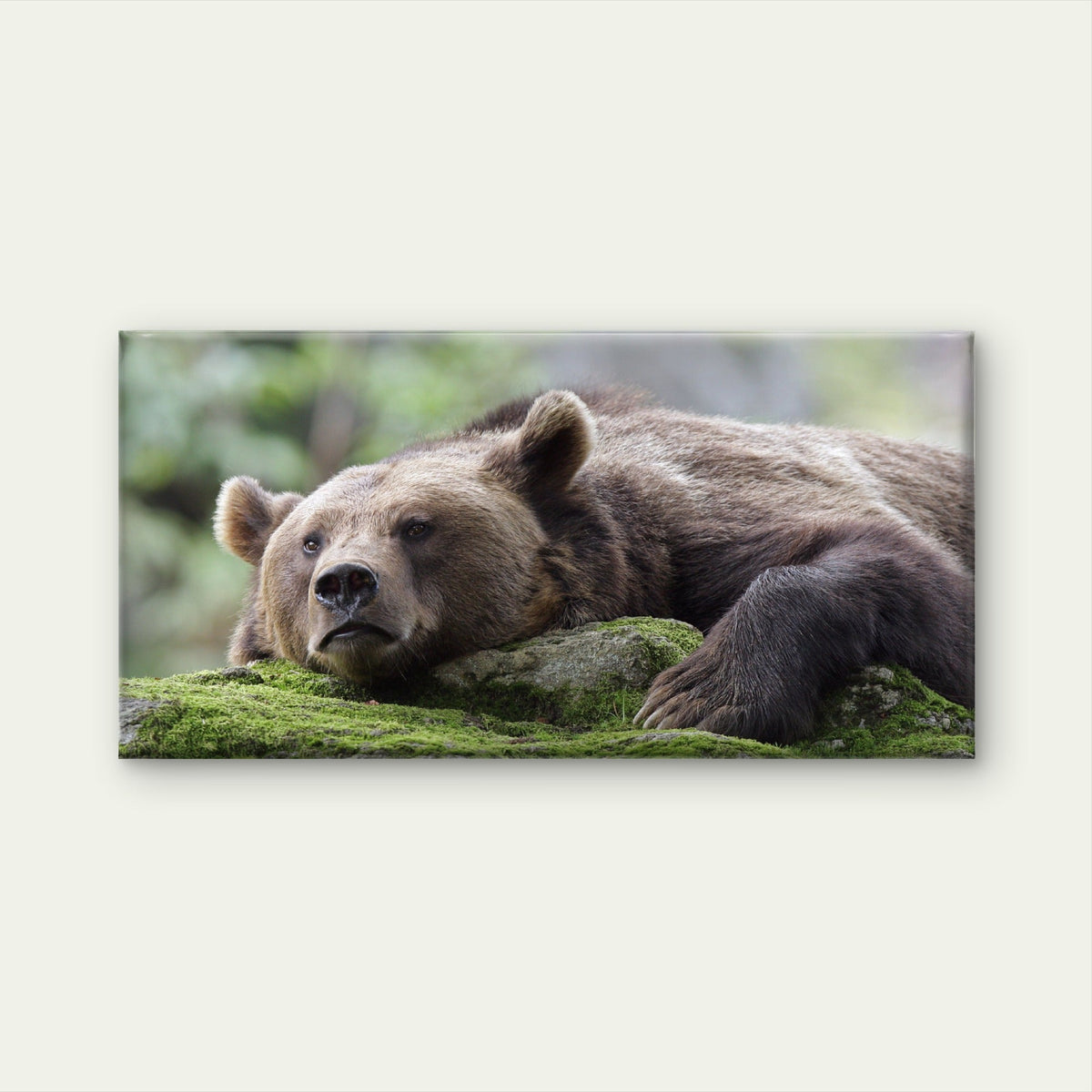 Brown Bear Grizzly Wildlife Wall Art Canvas Office Home Room Framed 80x45cm