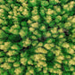Aerial View of Green Trees Rain Forest Wall Art Canvas Office Home Room Framed 120x60cm