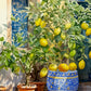 Painting Of a Potted Lemon Tree Print 100% Australian Made 40x60cm Stretched Canvas Ready to Hang