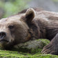 Brown Bear Grizzly Wildlife Wall Art Canvas Office Home Room Framed 120x60cm