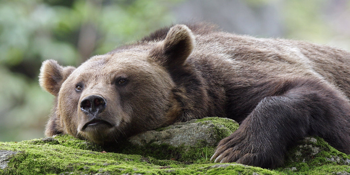 Brown Bear Grizzly Wildlife Wall Art Canvas Office Home Room Framed 80x45cm