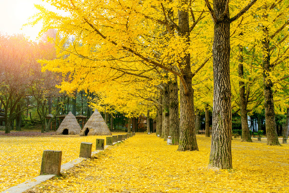 Yellow Autumn Trees in Garden Print 100% Australian Made Stretched Canvas Ready to Hang - NT-102