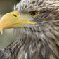 Bald Eagle Raptor Bird Wall Art Canvas Office Home Room Framed 120x60cm