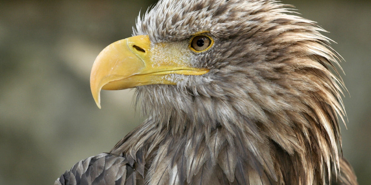 Bald Eagle Raptor Bird Wall Art Canvas Office Home Room Framed 120x60cm