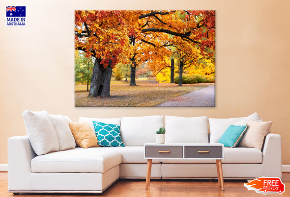 Colorful Autumn Trees in Park Print 100% Australian Made Stretched Canvas Ready to Hang - NT-130