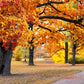 Colorful Autumn Trees in Park Print 100% Australian Made Stretched Canvas Ready to Hang - NT-130