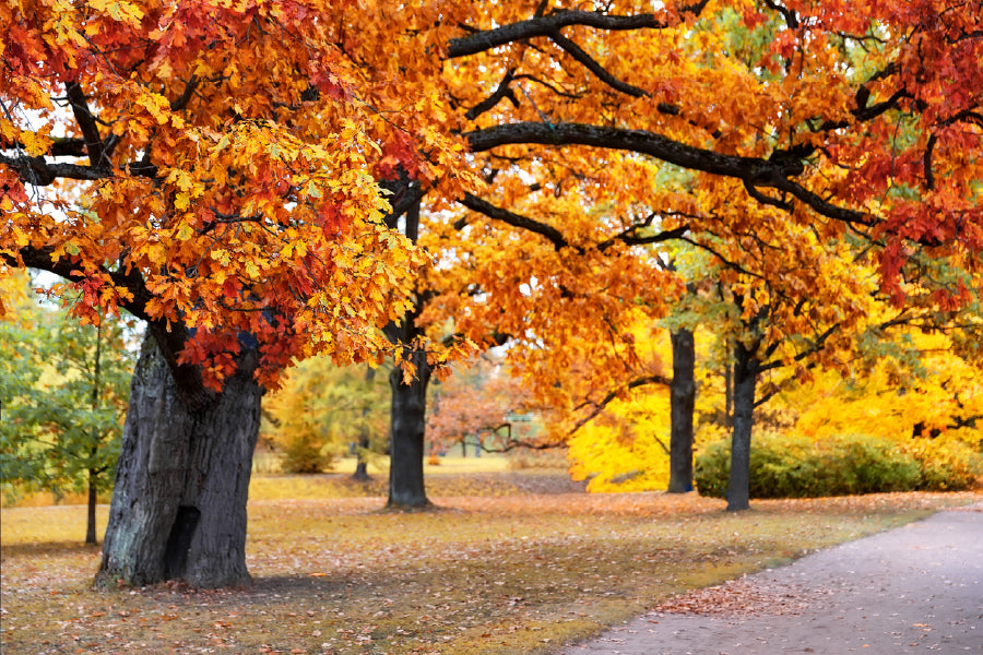 Colorful Autumn Trees in Park Print 100% Australian Made Stretched Canvas Ready to Hang - NT-130