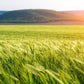 Green Wheat Field Countryside Blowing Wind Wall Art Canvas Office Home Room Framed 80x45cm
