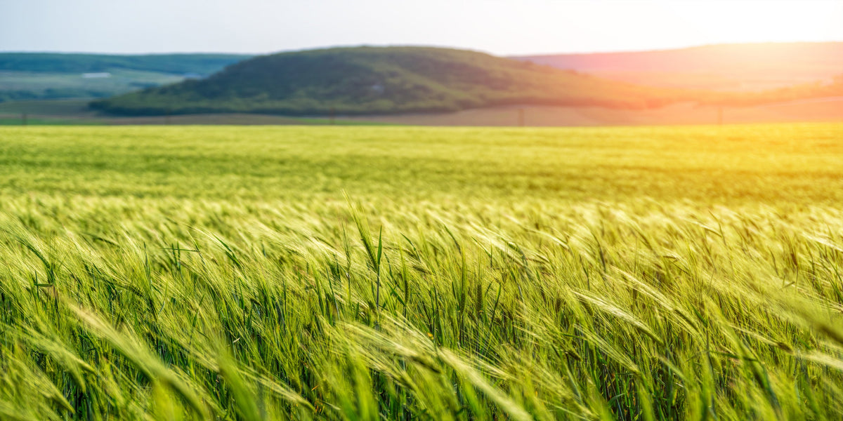 Green Wheat Field Countryside Blowing Wind Wall Art Canvas Office Home Room Framed 80x45cm