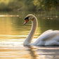 Waterfowl Swan Swimming At Sunset Wall Art Canvas Office Home Framed 120x60cm